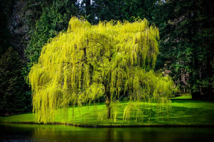 Health & The Willow Tree